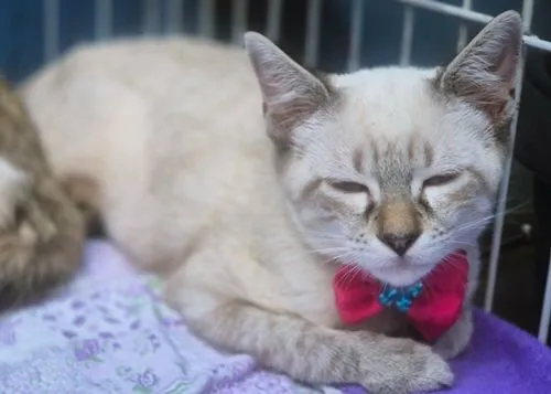 Gato raça SRD-ViraLata idade 2 a 6 meses nome GEÓRGIA MIX