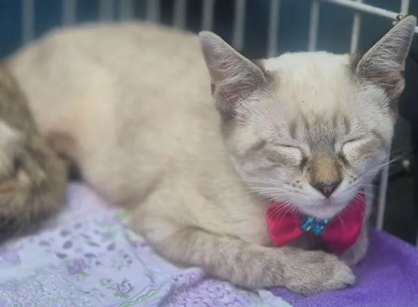 Gato raça SRD-ViraLata idade 2 a 6 meses nome GEÓRGIA MIX