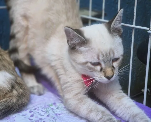 Gato raça SRD-ViraLata idade 2 a 6 meses nome GEÓRGIA MIX