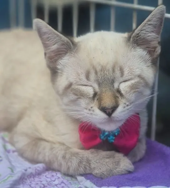 Gato raça SRD-ViraLata idade 2 a 6 meses nome GEÓRGIA MIX