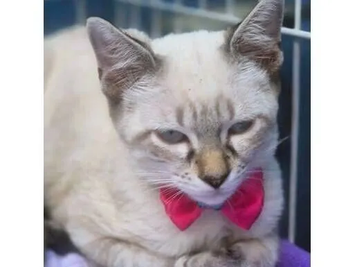 Gato raça SRD-ViraLata idade 2 a 6 meses nome GEÓRGIA MIX