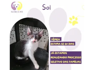 Gato raça SRD-ViraLata idade Abaixo de 2 meses nome Sol