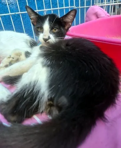 Gato raça SRD-ViraLata idade 2 a 6 meses nome VITOR FRAJOLA