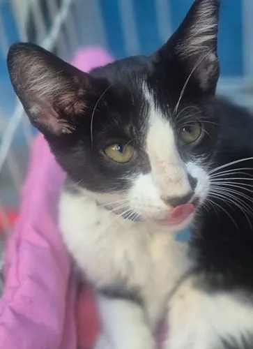 Gato raça SRD-ViraLata idade 2 a 6 meses nome VITOR FRAJOLA