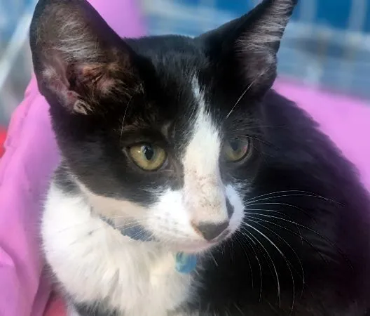 Gato raça SRD-ViraLata idade 2 a 6 meses nome VITOR FRAJOLA