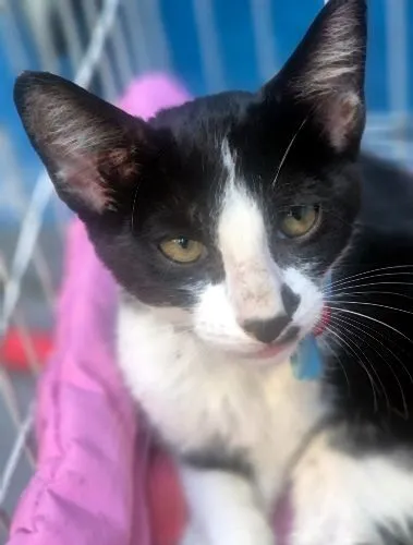 Gato raça SRD-ViraLata idade 2 a 6 meses nome VITOR FRAJOLA