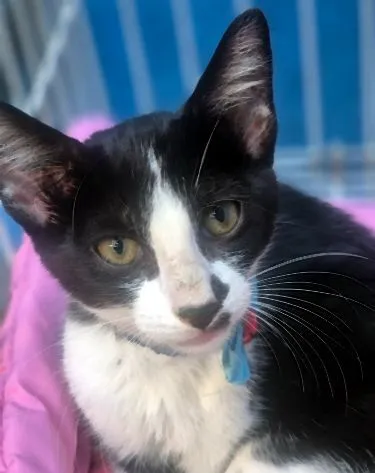 Gato raça SRD-ViraLata idade 2 a 6 meses nome VITOR FRAJOLA