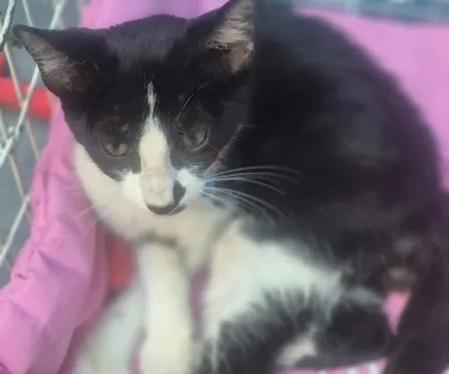 Gato raça SRD-ViraLata idade 2 a 6 meses nome VITOR FRAJOLA