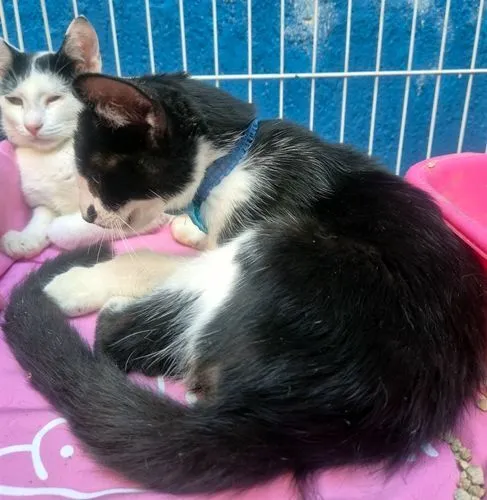 Gato raça SRD-ViraLata idade 2 a 6 meses nome VITOR FRAJOLA