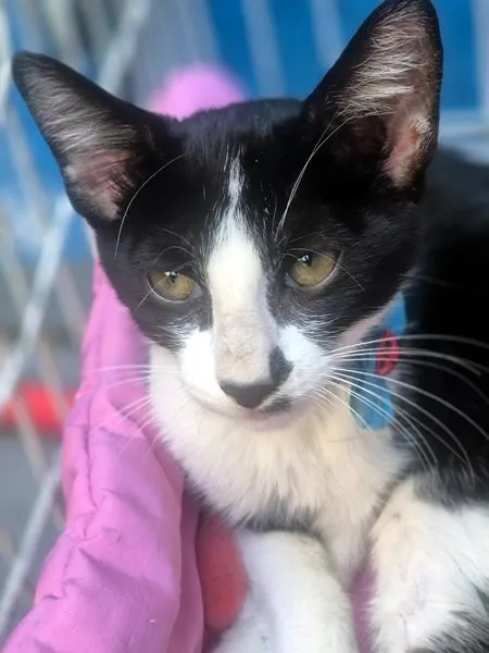 Gato raça SRD-ViraLata idade 2 a 6 meses nome VITOR FRAJOLA