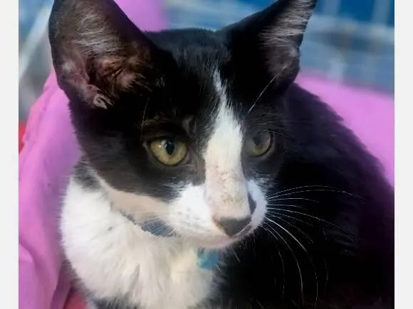 Gato raça SRD-ViraLata idade 2 a 6 meses nome VITOR FRAJOLA