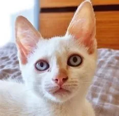 Gato raça SRD-ViraLata idade 2 a 6 meses nome DIDI HAPPY