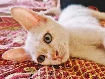 Gato raça SRD-ViraLata idade 2 a 6 meses nome DIDI HAPPY