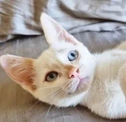 Gato raça SRD-ViraLata idade 2 a 6 meses nome DIDI HAPPY