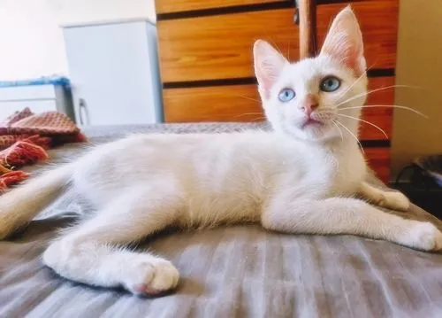 Gato raça SRD-ViraLata idade 2 a 6 meses nome DIDI HAPPY