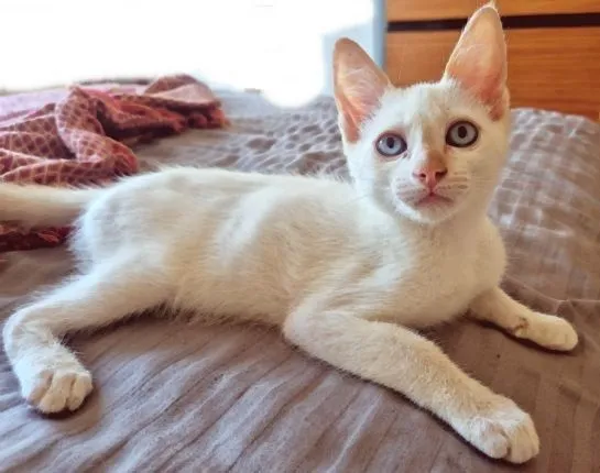 Gato raça SRD-ViraLata idade 2 a 6 meses nome DIDI HAPPY