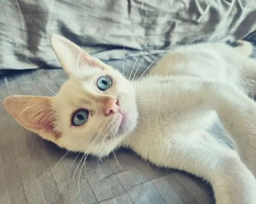 Gato raça SRD-ViraLata idade 2 a 6 meses nome DIDI HAPPY