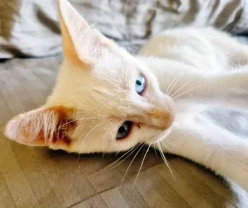 Gato raça SRD-ViraLata idade 2 a 6 meses nome DIDI HAPPY