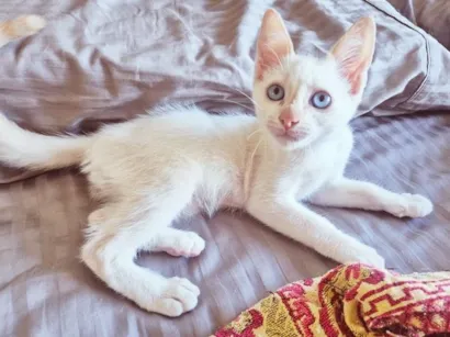 Gato raça SRD-ViraLata idade 2 a 6 meses nome DIDI HAPPY