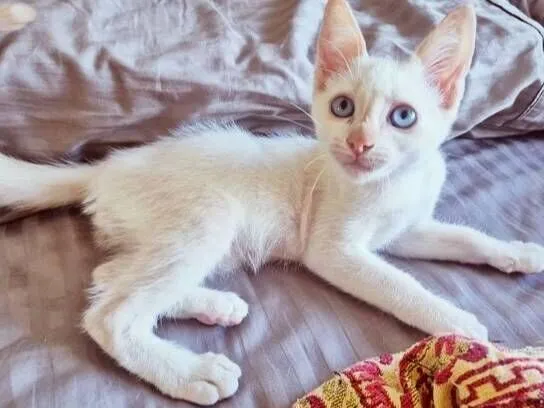 Gato raça SRD-ViraLata idade 2 a 6 meses nome DIDI HAPPY