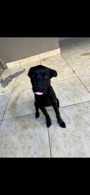 Cachorro raça SRD-ViraLata idade 2 a 6 meses nome Safira