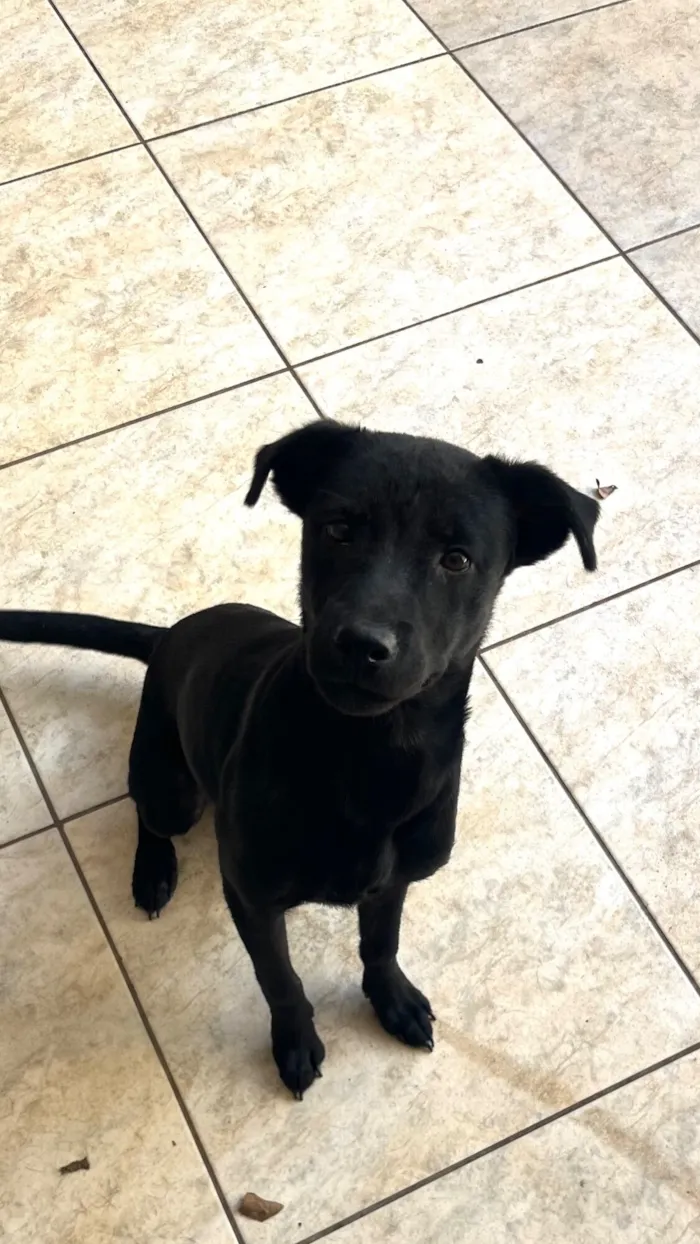 Cachorro raça SRD-ViraLata idade 2 a 6 meses nome Safira