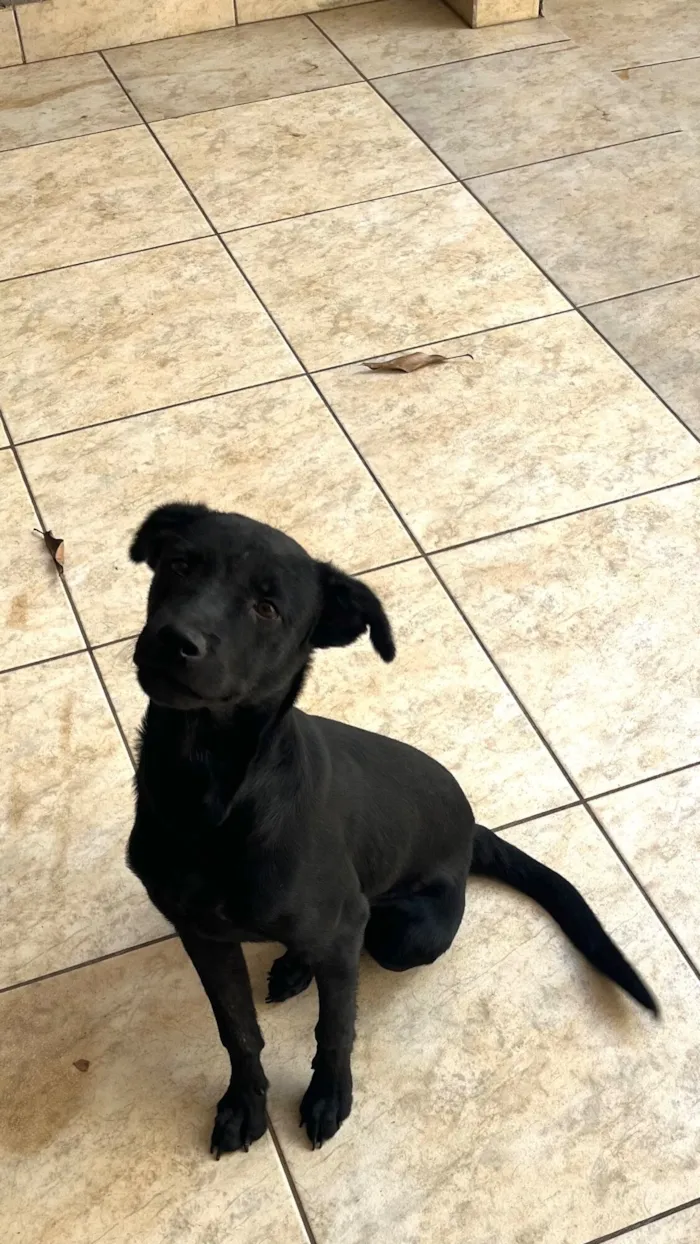 Cachorro raça SRD-ViraLata idade 2 a 6 meses nome Safira