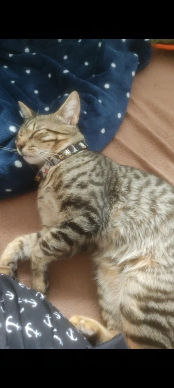 Gato raça SRD-ViraLata idade 7 a 11 meses nome sem nome 