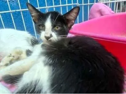 Gato raça SRD-ViraLata idade 2 a 6 meses nome VITOR FRAJOLA