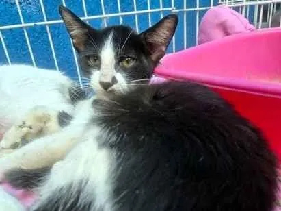 Gato raça SRD-ViraLata idade 2 a 6 meses nome VITOR FRAJOLA