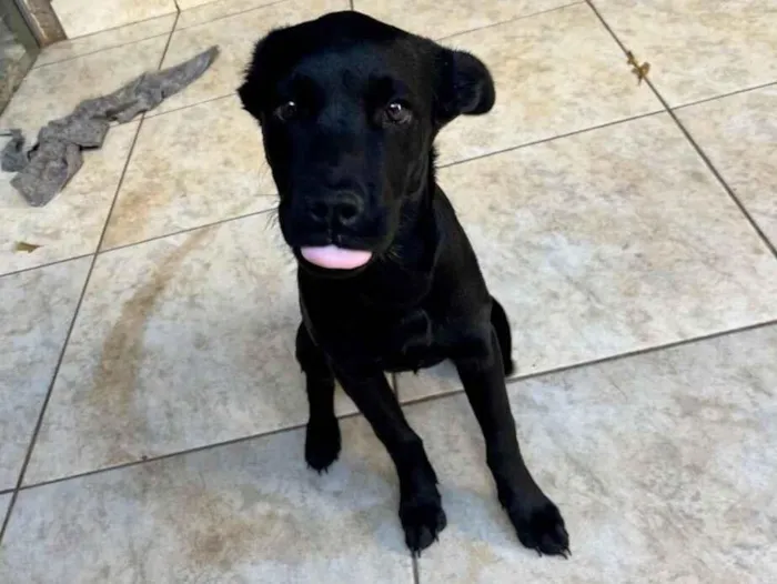 Cachorro raça SRD-ViraLata idade 2 a 6 meses nome Safira