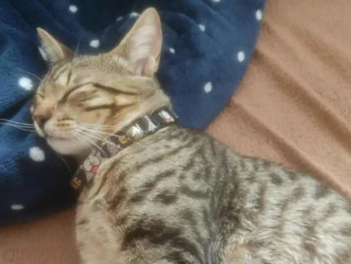 Gato raça SRD-ViraLata idade 7 a 11 meses nome sem nome 