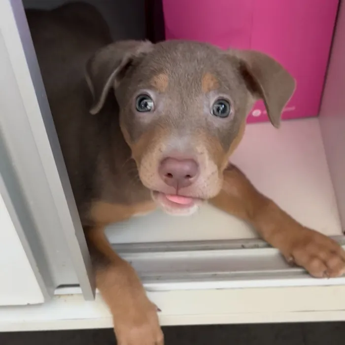 Cachorro raça SRD-ViraLata idade 2 a 6 meses nome Sophie