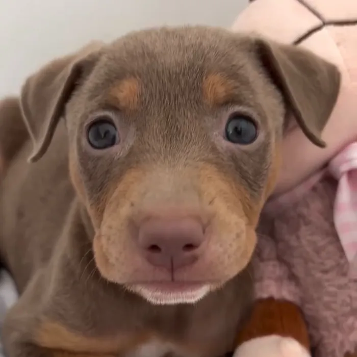 Cachorro raça SRD-ViraLata idade 2 a 6 meses nome Sophie