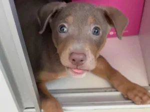 Cachorro raça SRD-ViraLata idade 2 a 6 meses nome Sophie