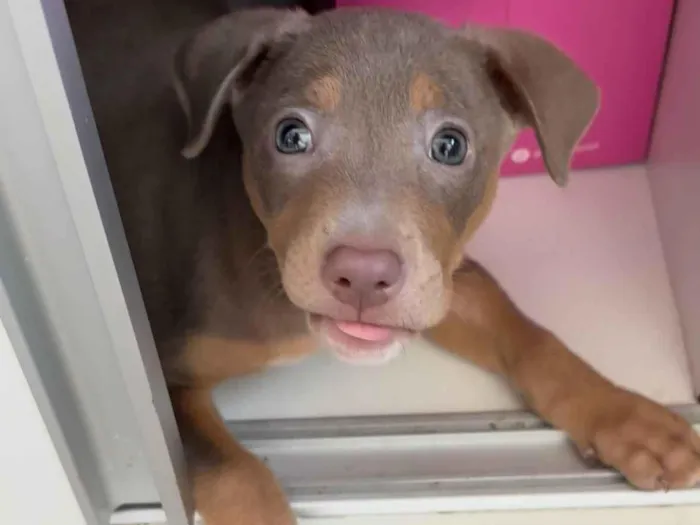 Cachorro raça SRD-ViraLata idade 2 a 6 meses nome Sophie