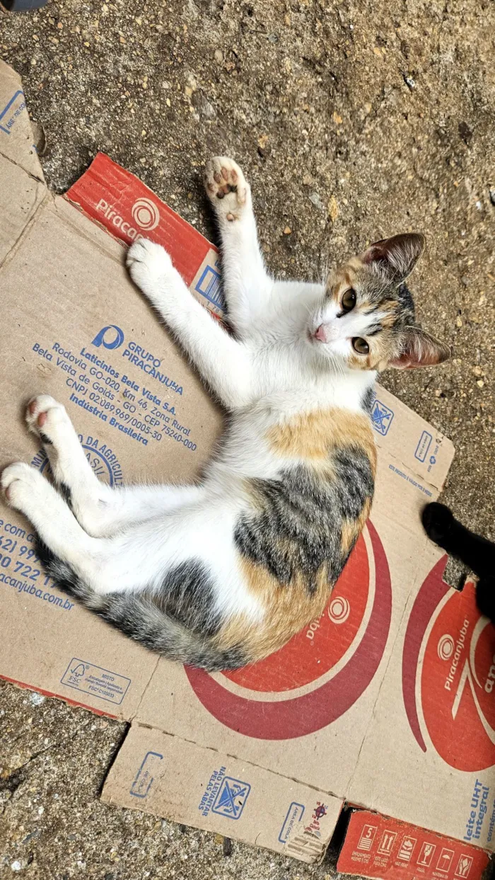 Gato raça SRD-ViraLata idade 2 a 6 meses nome Miudinha