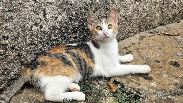 Gato raça SRD-ViraLata idade 2 a 6 meses nome Miudinha