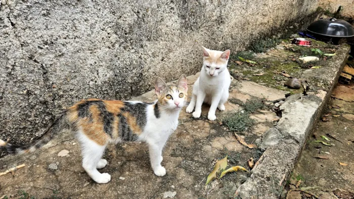 Gato raça SRD-ViraLata idade 2 a 6 meses nome Miudinha