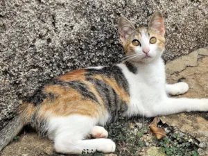 Gato raça SRD-ViraLata idade 2 a 6 meses nome Miudinha