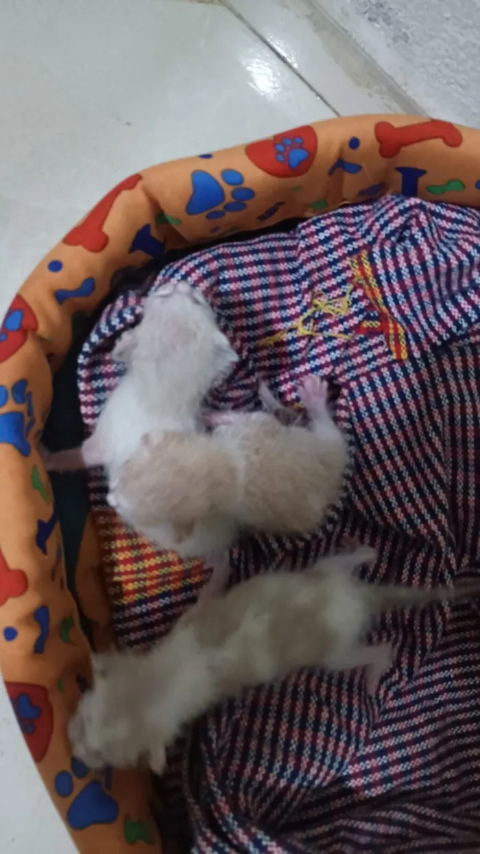 Gato raça Persa idade Abaixo de 2 meses nome Mônica Andrade