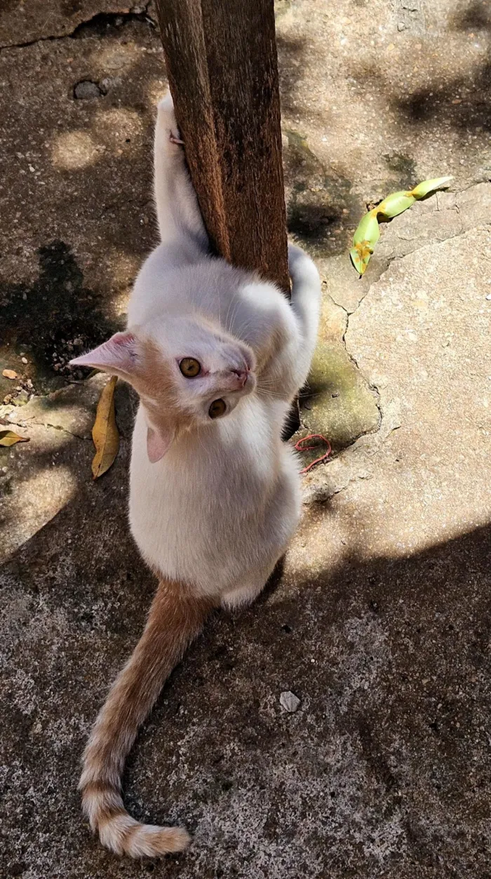 Gato raça SRD-ViraLata idade 7 a 11 meses nome Chucrutes 