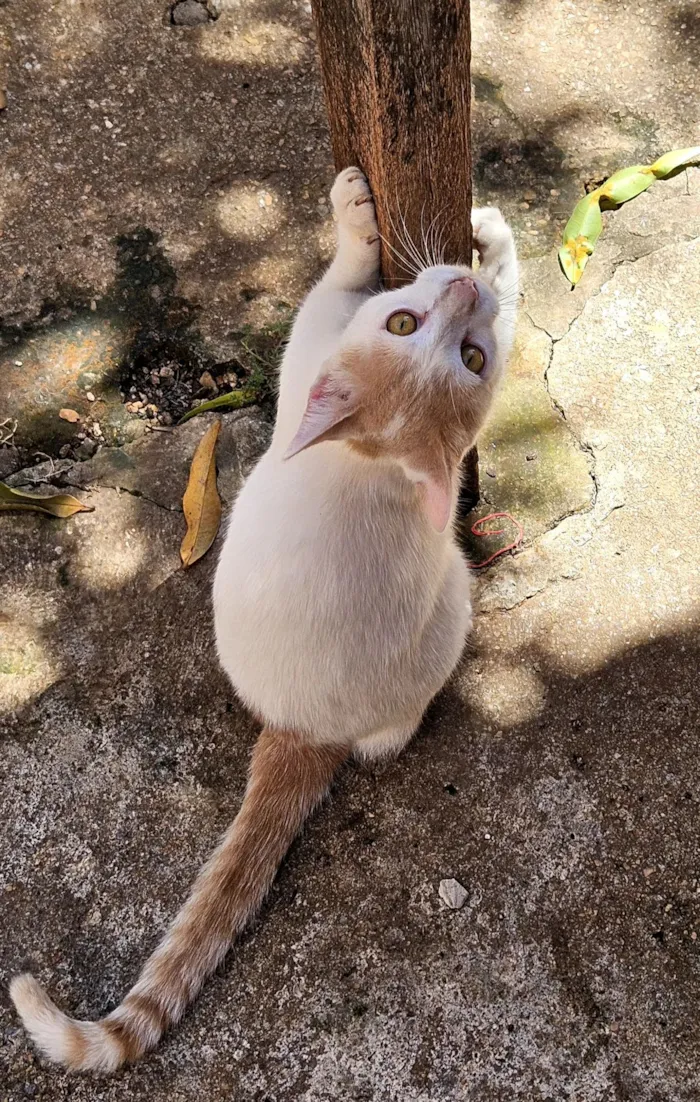 Gato raça SRD-ViraLata idade 7 a 11 meses nome Chucrutes 