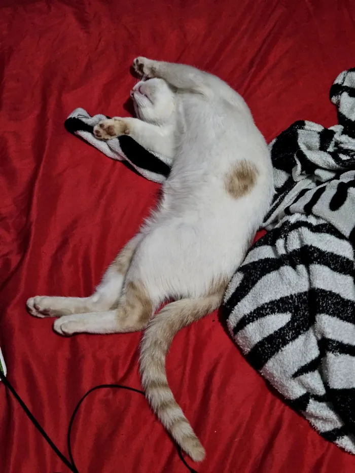 Gato raça SRD-ViraLata idade 7 a 11 meses nome Chucrutes 