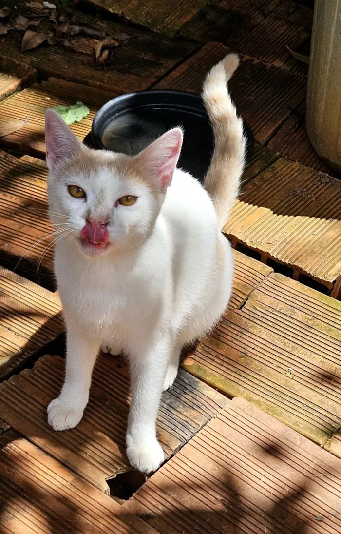 Gato raça SRD-ViraLata idade 7 a 11 meses nome Chucrutes 