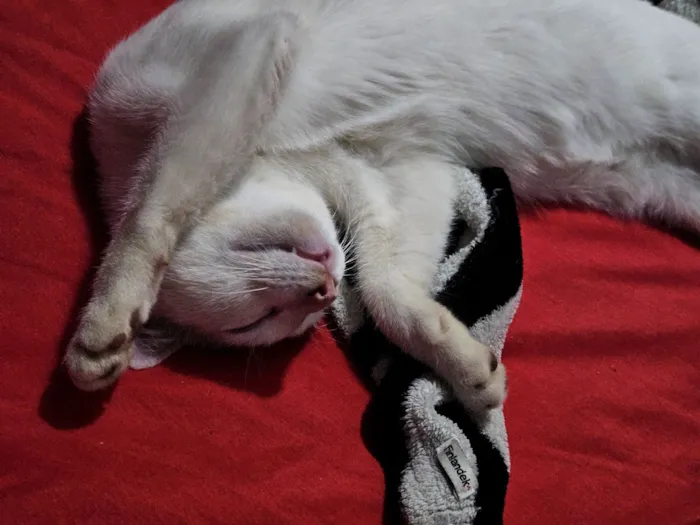 Gato raça SRD-ViraLata idade 7 a 11 meses nome Chucrutes 