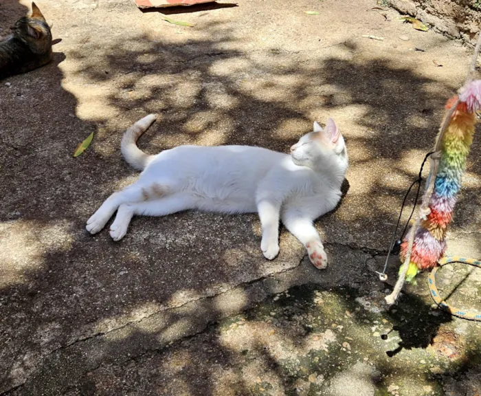 Gato raça SRD-ViraLata idade 7 a 11 meses nome Chucrutes 