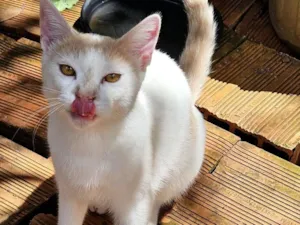 Gato raça SRD-ViraLata idade 7 a 11 meses nome Chucrutes 