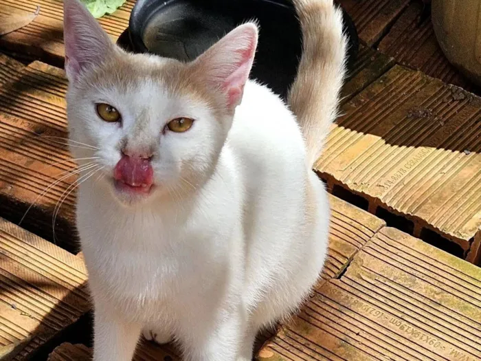 Gato raça SRD-ViraLata idade 7 a 11 meses nome Chucrutes 