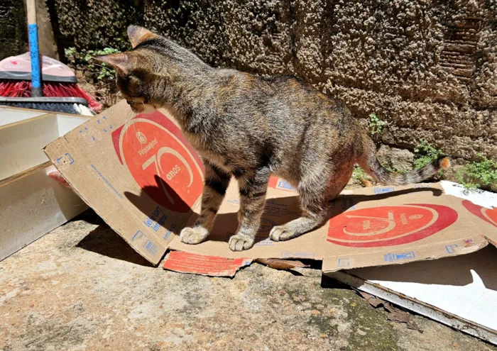 Gato raça SRD-ViraLata idade 1 ano nome Yzma